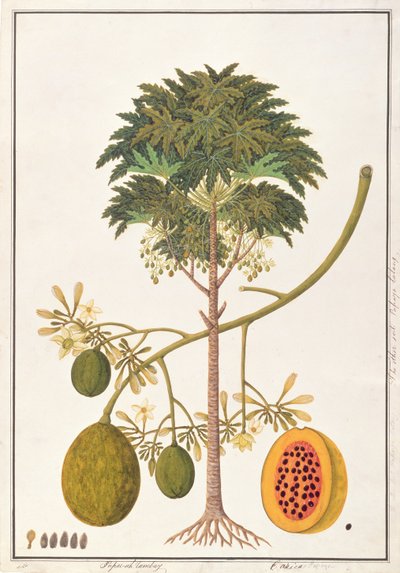 dapai-ah Tambay oder Carica, aus Zeichnungen von Pflanzen aus Malakka, ca. 1805-18 von Chinese School